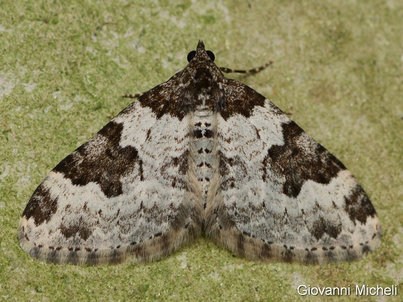 Xanthorhoe fluctuata